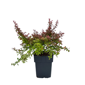 Berberis thunbergii 'Admiration'® P17