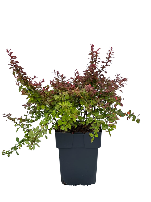 <h4>Berberis thunbergii 'Admiration'® P17</h4>