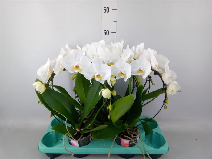 <h4>Phalaenopsis ...</h4>