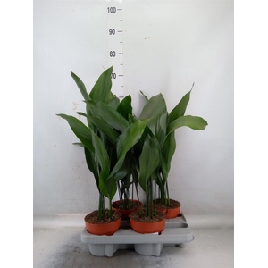 Aspidistra elat.