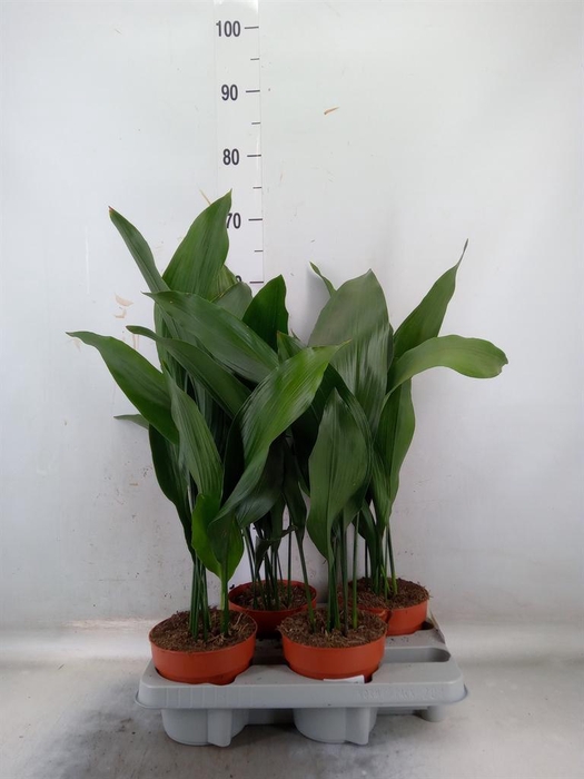 <h4>Aspidistra elat.</h4>