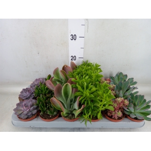 Succulents   ...