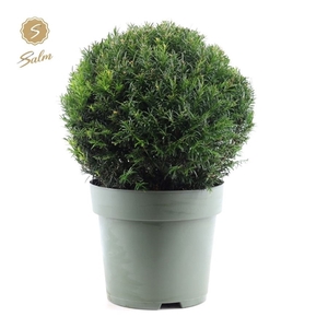 Taxus Collection Ball Ø38cm P27