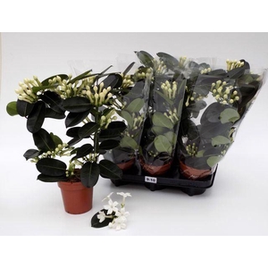 Stephanotis floribunda   ...