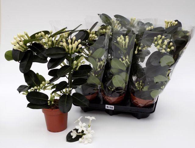 <h4>Stephanotis floribunda   ...</h4>