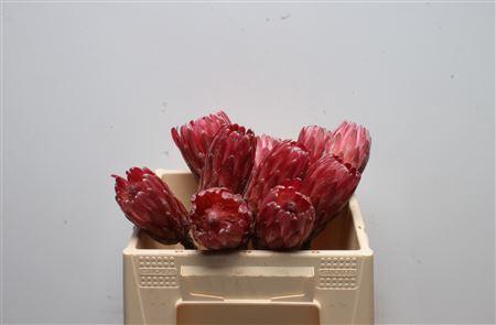 <h4>Protea Lancelot No Leaves</h4>