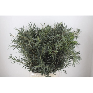 Euca Dominichina 300gr Per Bos