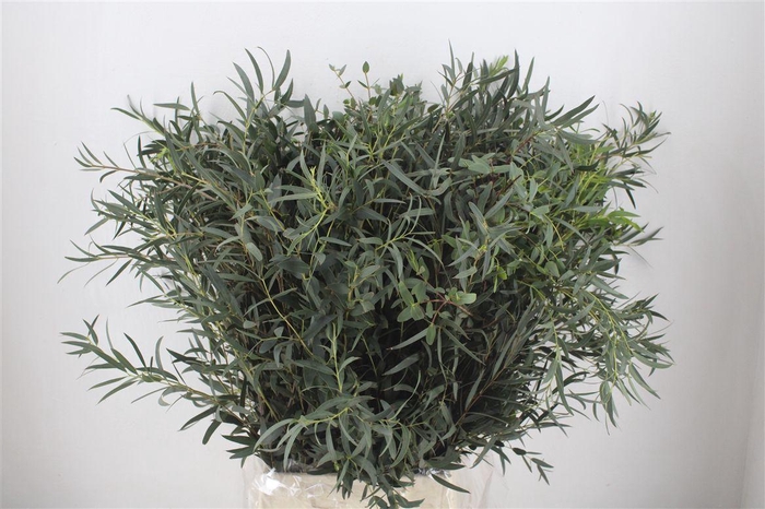 <h4>Euca Dominichina 300gr Per Bos</h4>