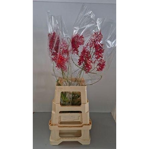 Epidendrum Red