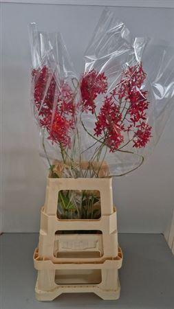 <h4>Epidendrum Red</h4>
