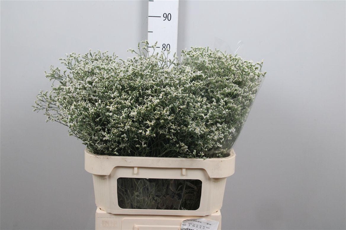 <h4>Lim Sin China White</h4>