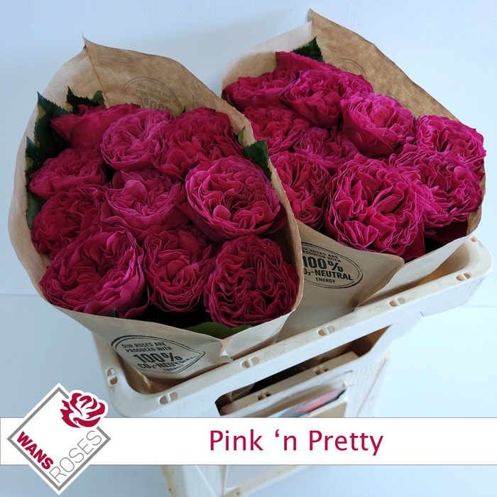 <h4>R GR PINK N PRETTY</h4>