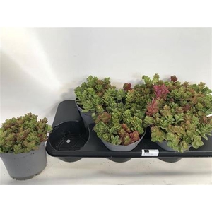 SEDUM SPU FULDAGLUT