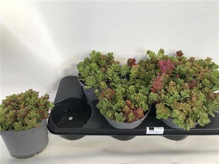 <h4>SEDUM SPU FULDAGLUT</h4>