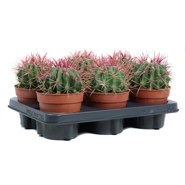 <h4>Ferocactus stainesii 12 cm</h4>