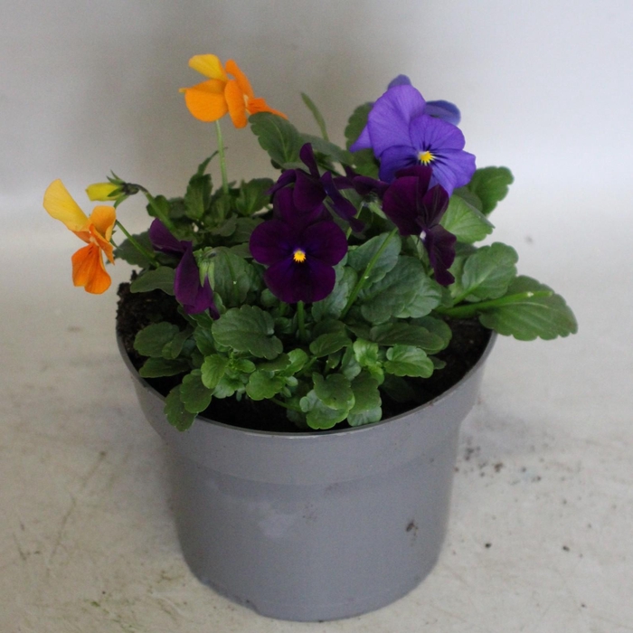 Viola cornuta 13 cm Mix 6 Blue-Orange-Violet