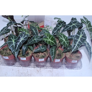 ALOCASIA POLLY P12