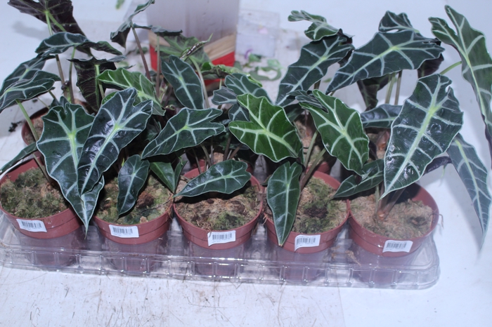 ALOCASIA POLLY P12