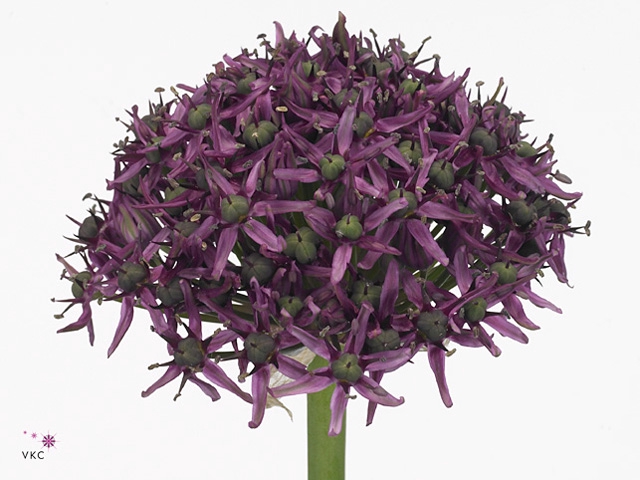 ALLIUM MERCURIUS