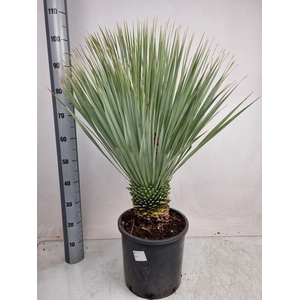 YUC ROSTRATA P28 100CM