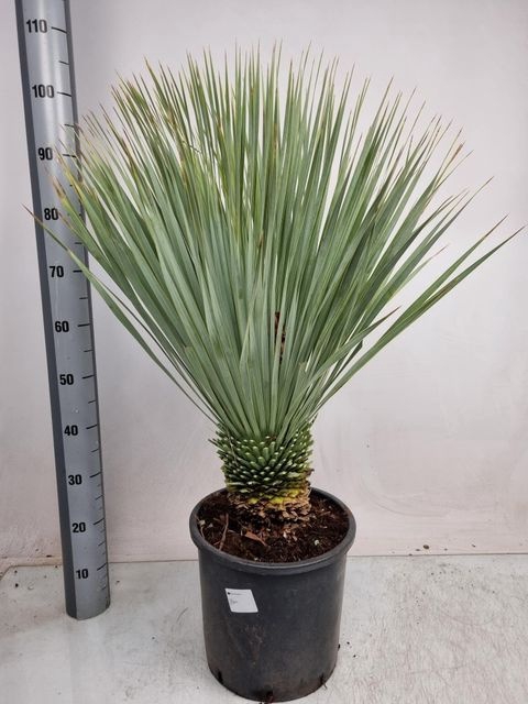 <h4>YUC ROSTRATA P28 100CM</h4>