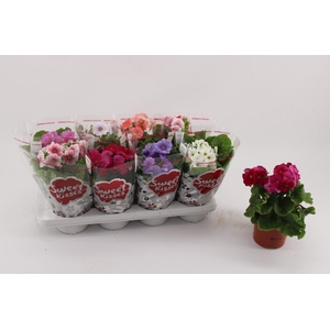 Primula Obconica Mix 13cm