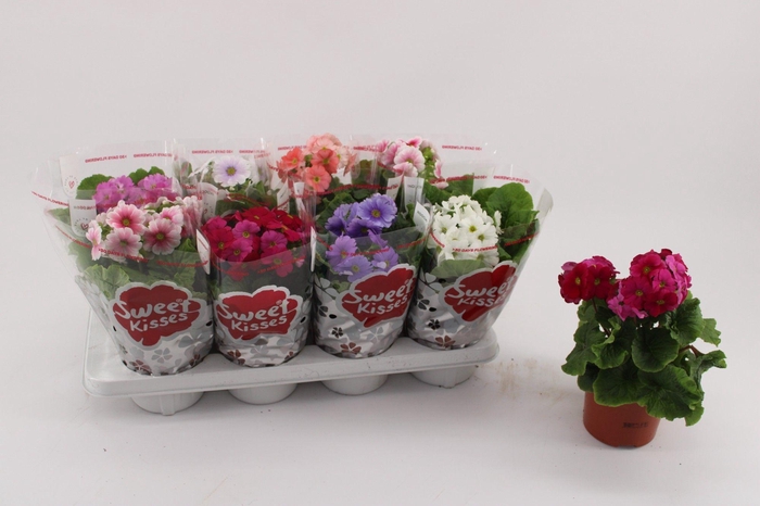 <h4>Primula Obconica Mix 13cm</h4>
