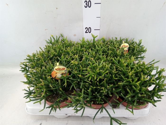 <h4>Rhipsalis burchellii</h4>