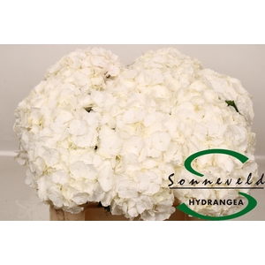 HYDR M CH WHI VERENA