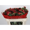 Hypericum True Romance Spray