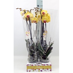 Phalaenopsis   ...yellow
