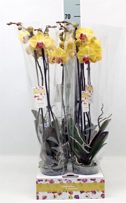 <h4>Phalaenopsis   ...yellow</h4>