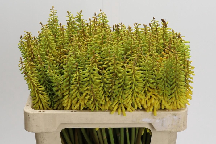 <h4>Kniphofia Sunningdale Yellow</h4>