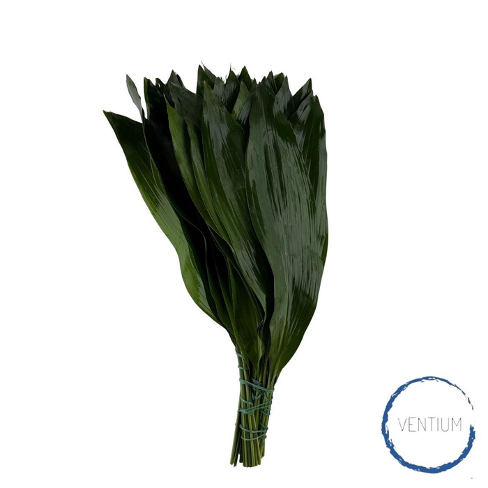 <h4>Aspidistra Ventium 50cm</h4>