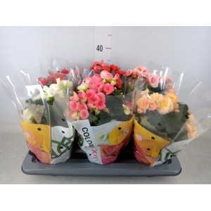Begonia elat. DU   ...mix