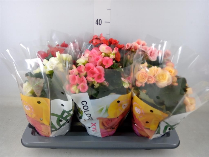 <h4>Begonia elat. DU   ...mix</h4>