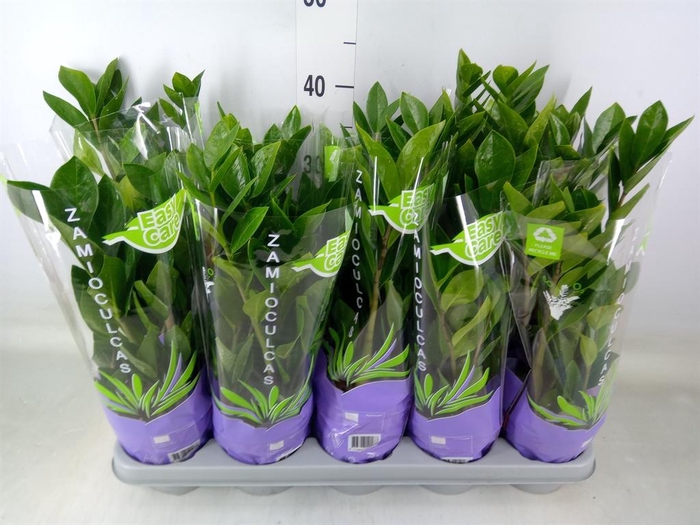 <h4>Zamioculcas zamiifolia</h4>