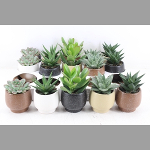 arr3 OV - Ker. Mumbai x15