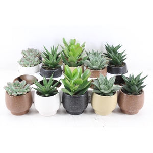 arr3 OV - Ker. Mumbai x15