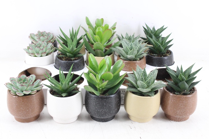 <h4>arr3 OV - Ker. Mumbai x15</h4>