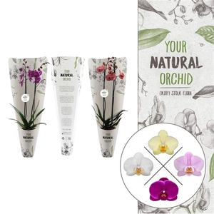 Your Natural Orchid | Mix in Gift pack | Phalaenopsis 2 spike