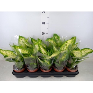 Dieffenbachia  'Compacta'