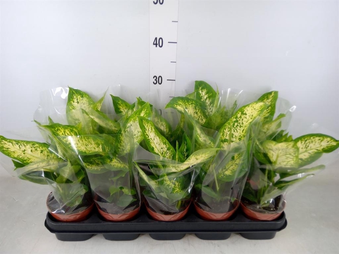 <h4>Dieffenbachia  'Compacta'</h4>
