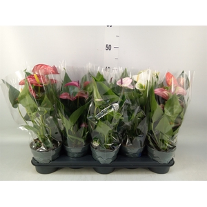 Anthurium   ...mix