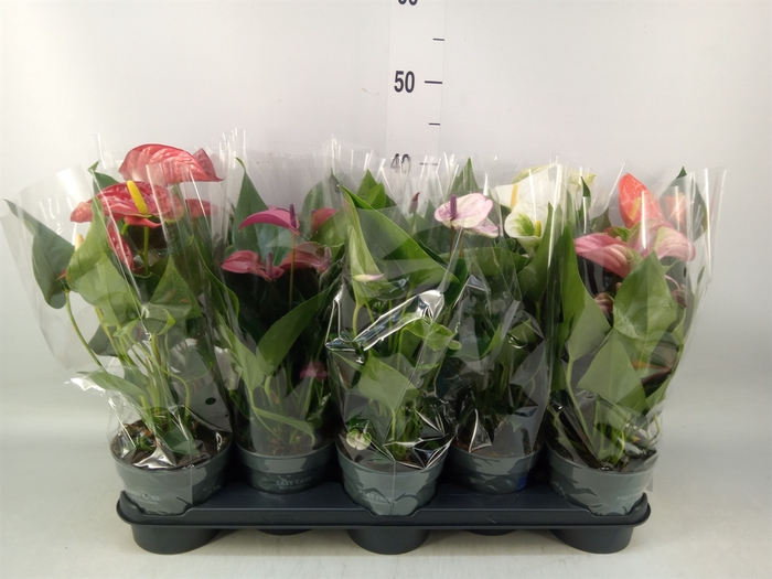 <h4>Anthurium   ...mix</h4>