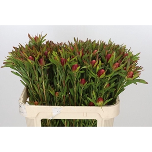 Leucadendron ayoba cherry pearl
