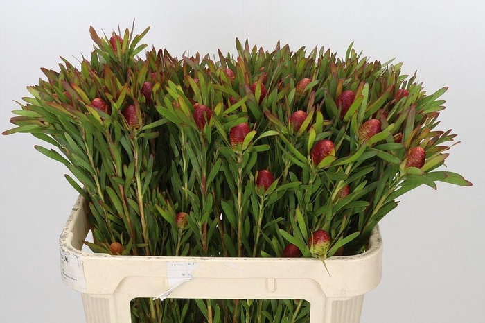 <h4>Leucadendron ayoba cherry pearl</h4>