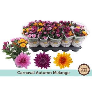 Chrysant Carnaval Seasonal Melange