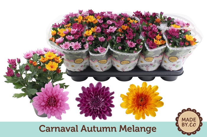 <h4>Chrysant Carnaval Seasonal Melange</h4>