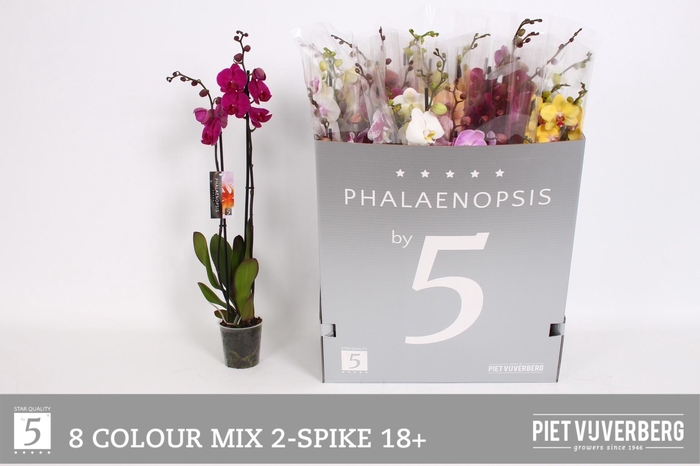 <h4>PHAL GEM 8 KL</h4>